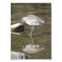 "Considerável mim" pássaro de Willet Foto Arte