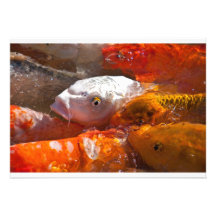 convite dos peixes