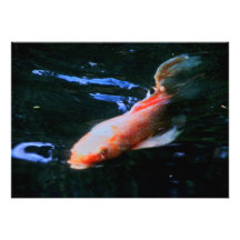 Convites de Koi