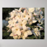 Cópia branca das flores posters