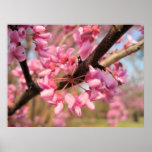 Cópia das flores II de Oklahoma Redbud posters