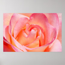 Coração de um rosa poster