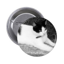 Crachá preto & branco do gato de relaxamento da fo pins