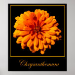 Crisântemo posters