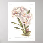 Crispum de Odontoglossum Impressão