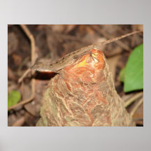Cubano Anole no poster do joelho de Cypress