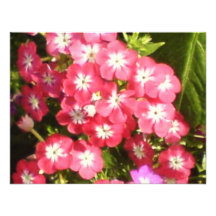 Cumprimentos - apresentação floral convites