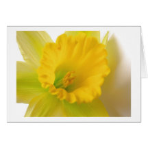 Cumprimentos do Daffodil Cartoes