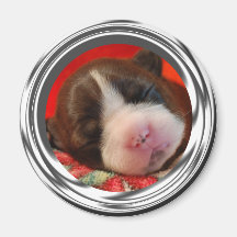 Cuteness de Terrier Imã De Refrigerador