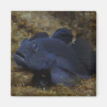 Cyprinoides de Lophiogobius (casas Cenote) Imãs