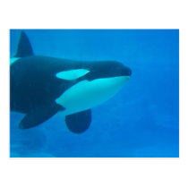 da orca de assassino da baleia azul debaixo d'água cartées postais