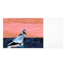 da parede coral pied do pombo do sono rio azul inv cartões de fotografias