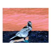 da parede coral pied do pombo do sono rio azul inv cartées postais