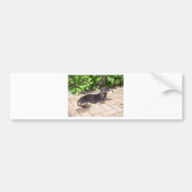 Dachshund Adesivos