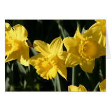 Daffodil 023 cartao