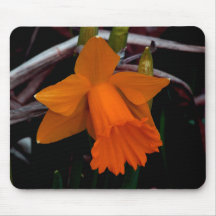 Daffodil alaranjado mouse pads
