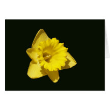Daffodil amarelo cartão