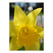 Daffodil - amarelo cartoes