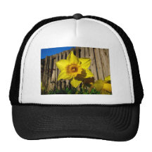Daffodil Boné