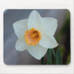 Daffodil branco e amarelo mouse pad