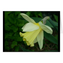 Daffodil Cartao