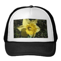 Daffodil da flor bonés
