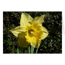 Daffodil da flor cartão