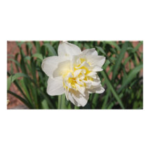 Daffodil do primavera cartao com fotos personalizado