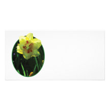 Daffodil dobro amarelo cartao com foto