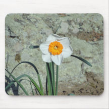 Daffodil Mousepad do jardim
