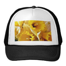 Daffodils Boné