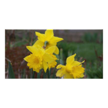 Daffodils Cartão Com Foto Personalizado