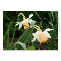 Daffodils Cartões