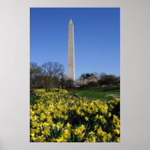 Daffodils do monumento de Washington Posteres