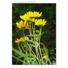 Daisys selvagem cartao
