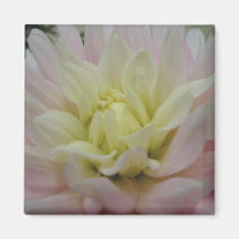 Dália brandamente cor-de-rosa e amarela ima de geladeira