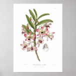 Dendrobium nobile posteres