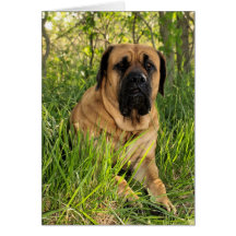 Desejos ingleses do Mastiff - cartão de aniversári