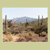 Deserto de Sonoran no primavera cartées postais