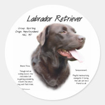 Design da história de labrador retriever (chocolat adesivos em formato redondos