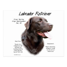 Design da história de labrador retriever (chocolat cartao postal