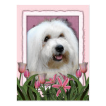 Dia das mães - tulipas cor-de-rosa - algodão de Tu Cartão Postal