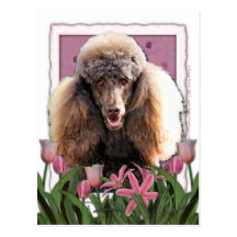 Dia das mães - tulipas cor-de-rosa - caniche - cho cartão postal