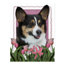 Dia das mães - tulipas cor-de-rosa - Corgi - Owen Cartao Postal
