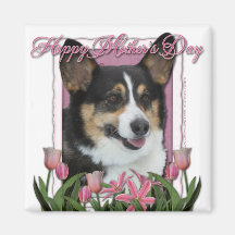 Dia das mães - tulipas cor-de-rosa - Corgi - Owen Ima