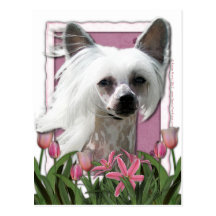 Dia das mães - tulipas cor-de-rosa - Crestie - Kah Cartão Postal