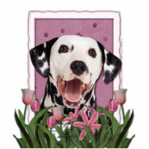 Dia das mães - tulipas cor-de-rosa - Dalmatian Escultura Fotos