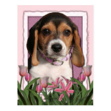 Dia das mães - tulipas cor-de-rosa - filhote de ca cartao postal