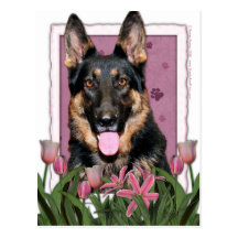 Dia das mães - tulipas cor-de-rosa - german shephe cartões postais