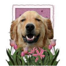 Dia das mães - tulipas cor-de-rosa - golden retrie escultura fotos